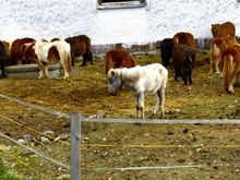 Importzeugnisse f&uuml;r kranke Ponys sind da am Donnerstag, 30. Dezember 2010