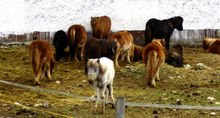 &bdquo;Bringe kranke Ponys zu Kr&auml;ften und werde daf&uuml;r beschimpft&ldquo; am Dienstag,  7. Dezember 2010