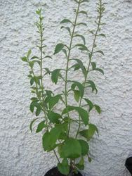 Steviapflanze (Foto Frickh Wilhelm)