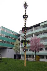 Der Maibaum vorm Altersheim, Foto von Willi Frickh