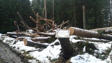 Alte Bäume - Lebensräume (Foto: Josef Wadl) am Montag, 18. Dezember 2017