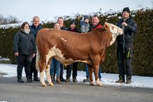 Stier mit Hornlos-Gen erreichte Höchstwert bei Versteigerung am Dienstag,  6. Februar 2024, Copyright siehe www.meinbezirk.at