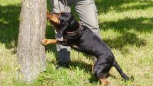 Jagdhund Arras spürt die Larven des gefährlichen Laubbaum-Killers auf am Montag, 12. Mai 2014