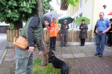 Wolfgang Ramsl und sein Hund Arras bei der Suche nach dem asiatischen Laubholzbockkäfers, Foto: Wilhelm Frickh am Dienstag, 20. Mai 2014