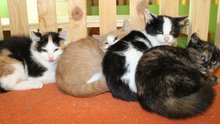 Ganzes Rudel von Streunerkatzen störte die Nachtruhe: Assisi-Hof nahm sie auf am Montag, 20. Oktober 2014