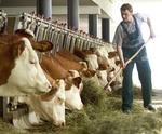 Im Bezirk fließt besonders viel Milch am Dienstag, 28. April 2015, Copyright siehe www.meinbezirk.at