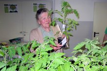 Foto (von Wilhelm Frickh): Wunderschöne Tomatenpflanzen von Kathi Aicher sind beim Frankenburger Tauschmarkt stets sehr beliebt.