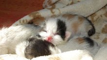 Katzenbabys bei Brand gerettet: Bangen um Jungtiere am Dienstag, 17. Juni 2014