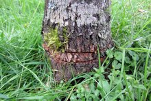 Botanischer Garten: 8 Bäume fallen Vandalen zum Opfer am Freitag, 19. Juni 2015