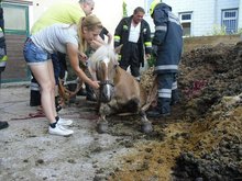 Tierrettung am Dienstag, 21. Juli 2015