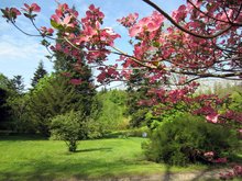 Baumspende für Botanischen Garten am Sonntag, 26. Juli 2015