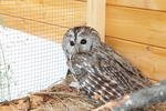 Kauz erfolgreich nach Tierrettung ausgewildert am Donnerstag,  2. Juni 2016, Copyright siehe www.meinbezirk.at