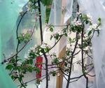 Neue Pflanzideen für Garten & Balkon am Mittwoch, 10. Mai 2017, Copyright siehe www.meinbezirk.at