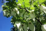 Blütenpracht im Botanischen Garten Frankenburg am Mittwoch, 16. Mai 2018, Copyright siehe www.meinbezirk.at