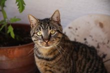 Tierärztin nimmt Kater Billy bei sich auf am Mittwoch,  8. Juli 2020, Copyright siehe www.meinbezirk.at