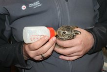Assisi-Hof bietet Zuflucht für Wildtiere in Not am Montag, 10. Mai 2021, Copyright siehe www.meinbezirk.at